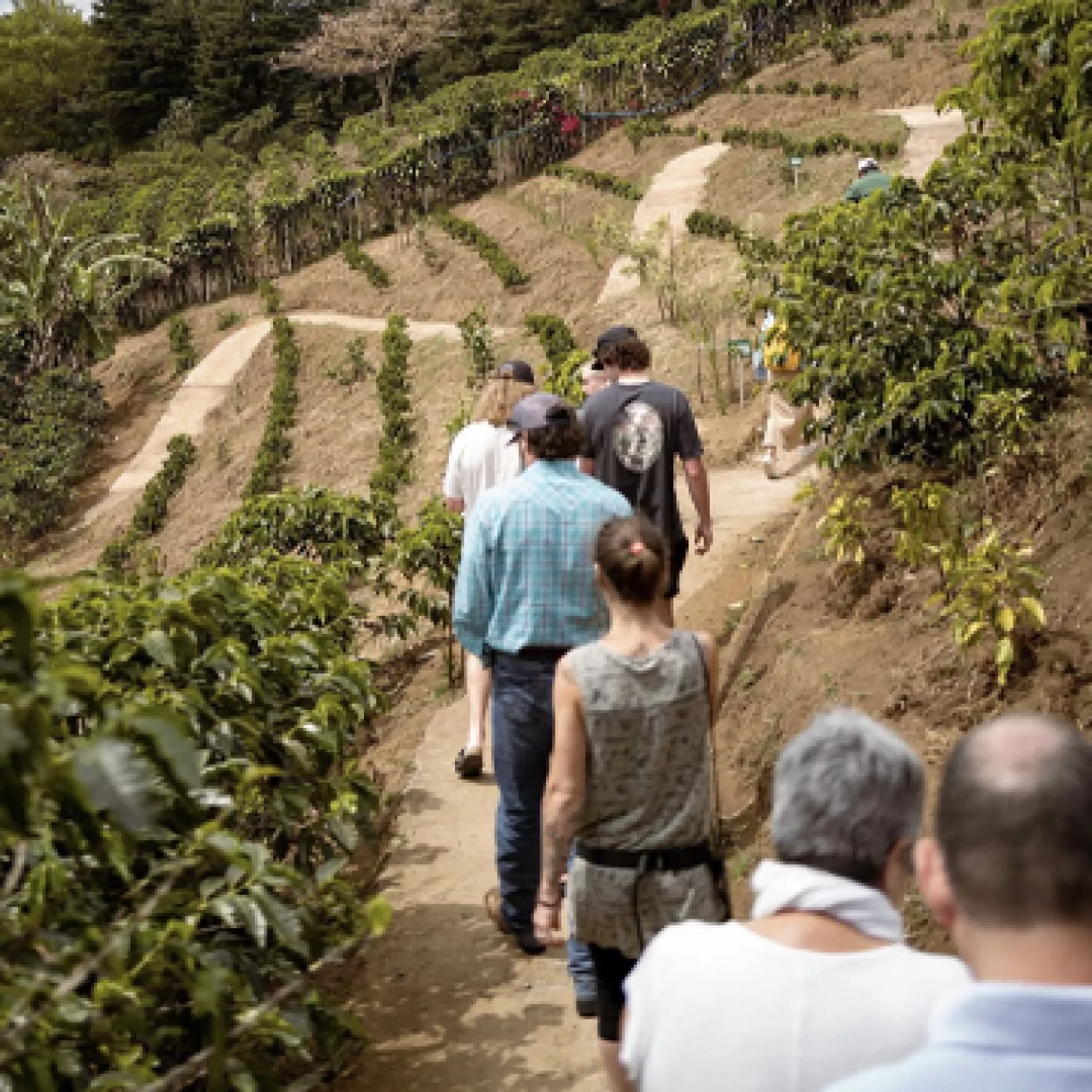 Take a Virtual Tour of our Coffee Farm